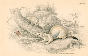 Armiño Mustela erminea, miembro de la familia de las comadrejas, 1828 de Unbekannt