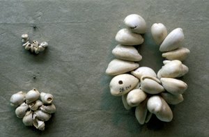 Cuerdas de conchas de cauri