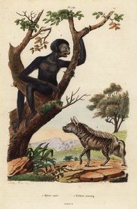 Hiena rayada, Hyaena hyaena 1, y siamang, Symphalangus syndactylus, en peligro 2
