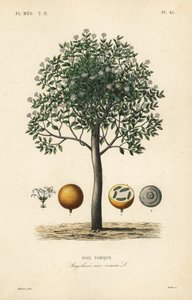Árbol de estricnina, nuez vómica, nuez venenosa o semen strychnos, Strychnos nux-vomica, Noix vomique de Unbekannt