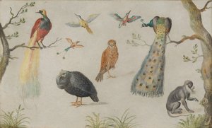 Estudio de aves y mono, 1660-1670