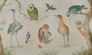 Estudio de aves y monos, 1660-1670 de Unbekannt
