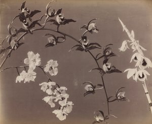 Estudio de Orquídeas, c. 1870s de Unbekannt