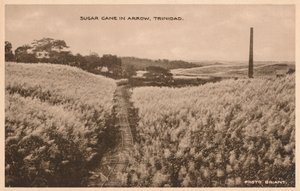 Caña de azúcar en Arrow Trinidad, c. 1900 de Unbekannt