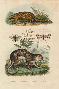 Pangolín de Sunda, Manis javanica, en peligro crítico 1, leopardo, Panthera pardus 4, tábano, Tabanus rostratus 3, mosca escorpión, Panorpa communis 3 de Unbekannt