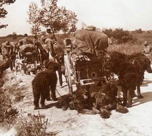 Perros de suministro, c1914-c1918 de Unbekannt