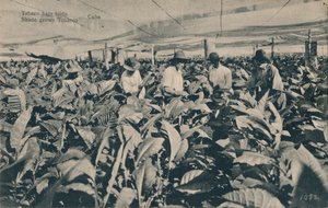 Tabaco bajo toldo. Tabaco cultivado a la sombra - Cuba, c1900 de Unbekannt