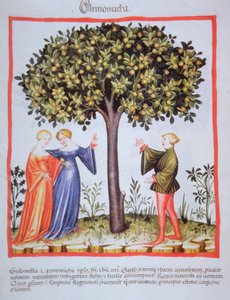 "Tacuinum Sanitatis" Codex Vindobonensis Nova Series 2644, fol. 9, Recogiendo albaricoques, Miniatura (1370-1400) de Unbekannt