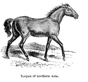Tarpan, 1850 de Unbekannt