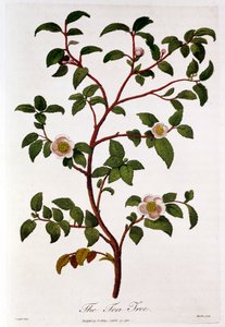 Té: rama de Camellia sinensis de Unbekannt
