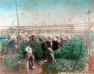 Recolección de té, Japón de Unbekannt