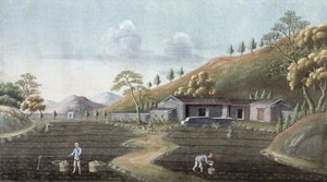 Plantación de té, China, siglo XIX de Unbekannt