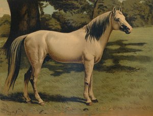 El caballo árabe del General Sir Hope Grant, c1879 de Unbekannt