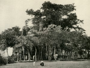 El árbol de Banyan, Barrackpore, 1870, 1925 de Unbekannt