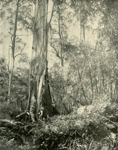 El Barón, un árbol alto notable, 1901 de Unbekannt