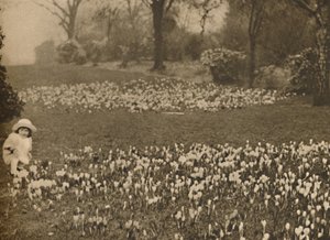 La alfombra de crocus de primavera, c. 1935 de Unbekannt
