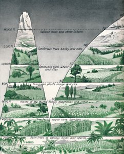 Las diferentes zonas de vegetación, 1935