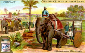 El elefante como animal de tiro, c. 1900 de Unbekannt