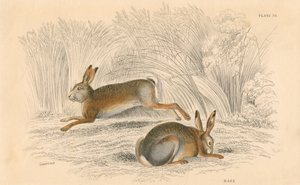 La liebre Lepus europaeus