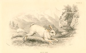 La liebre Lepus europaeus de Unbekannt