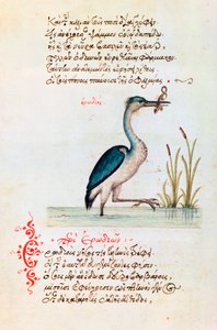 El Heron, 1564 de Unbekannt