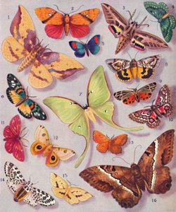 La magnífica coloración de algunas polillas, 1935