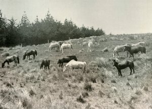 Los ponis manchurianos en la Isla Quail, Puerto Lyttelton, c1907 de Unbekannt