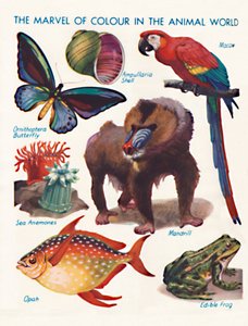 La maravilla del color en el mundo animal