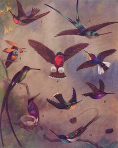 El maravilloso color de los colibríes, 1935