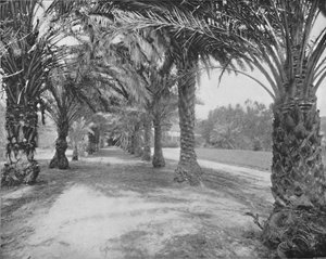 Las Palmas de Glenannie, Florida, siglo XIX de Unbekannt