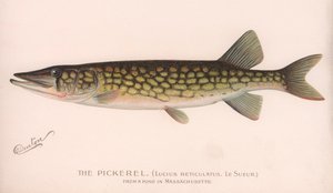 El Lucio Pickerel Lucius Reticulatus. Le Sueur., c.1920s