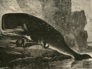 El Cachalote, 1882