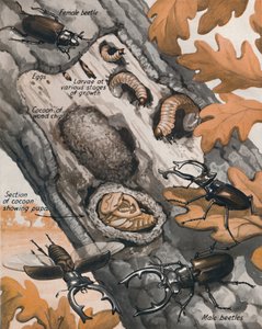 La historia del escarabajo británico más grande, 1935 de Unbekannt