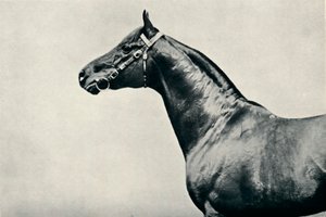 La cabeza del caballo de carreras pura sangre, Radium, c1910 de Unbekannt