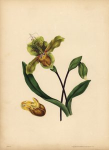 La zapatilla de dama noble, Cypripedium reginae, Semejanza de Unbekannt