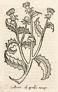 Cardo de Unbekannt