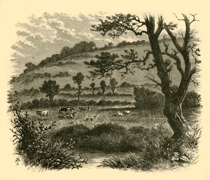 Thistledon, 1898 de Unbekannt
