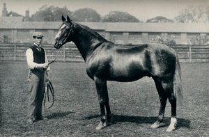 Caballo de carreras de pura sangre, Bend Or, c1880 de Unbekannt