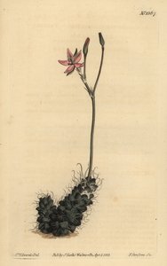 Anacampseros filamentosa