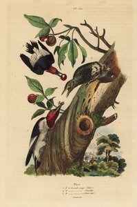 Pico tridáctilo, Picoides tridactylus, macho, hembra y juvenil fuera del nido de Unbekannt
