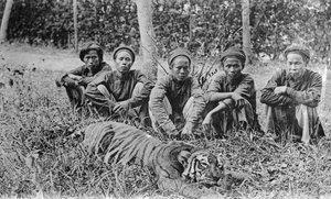 Cazadores de tigres, Tonkín, Vietnam, siglo XX