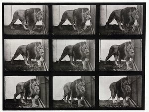 Fotografías de lapso de tiempo de un león paseando en su jaula