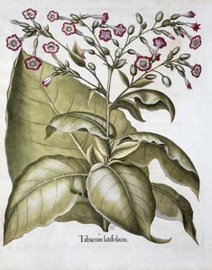 Planta de tabaco, 1613 de Unbekannt