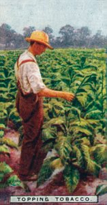 Cosechando Tabaco de Unbekannt