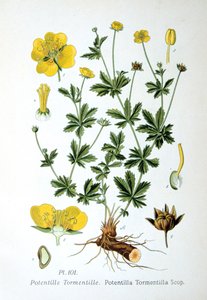 Tormentila, 1893