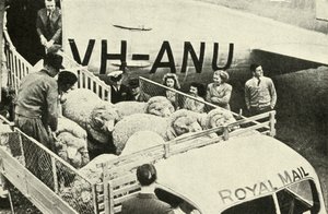 Transporte de carneros premiados por aire, c. 1948 de Unbekannt