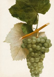 Triunfo, 1908