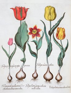 Tulipanes de Unbekannt