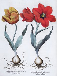Tulipanes, 1613 de Unbekannt