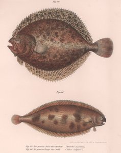Rodaballo, Rhombus maximus, Lenguado común Solea vulgaris, c.1850s de Unbekannt